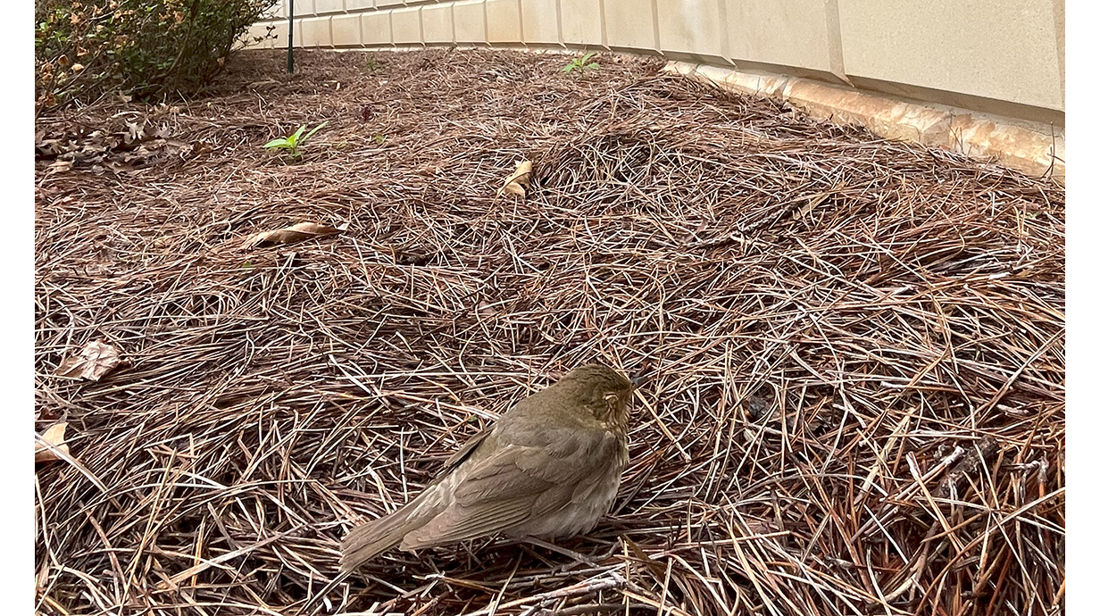 A small brown bird sits in a bed of pine straw outside a stone building.