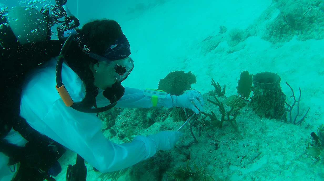 A scuba diver examines corals on the sea floor.