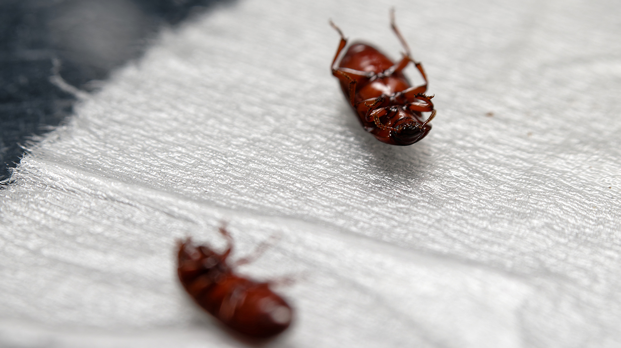 Two dead beetles lay on a piece of white fabric in a laboratory dish.