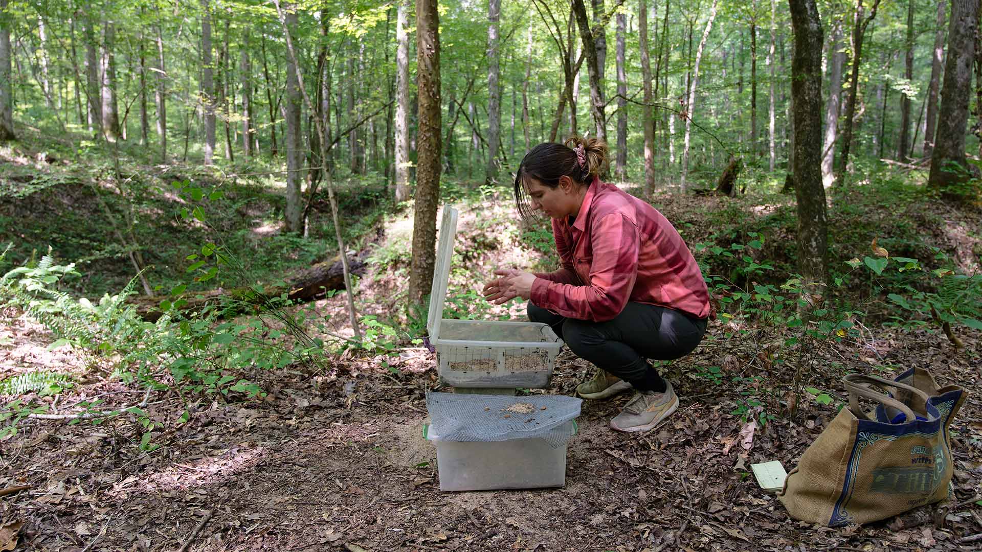 A raccoon digs in a feeding station placed in a wooded area. 