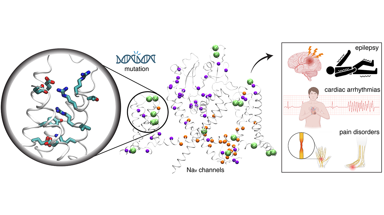 An illustration of how molecular mutations in DNA cause disease.