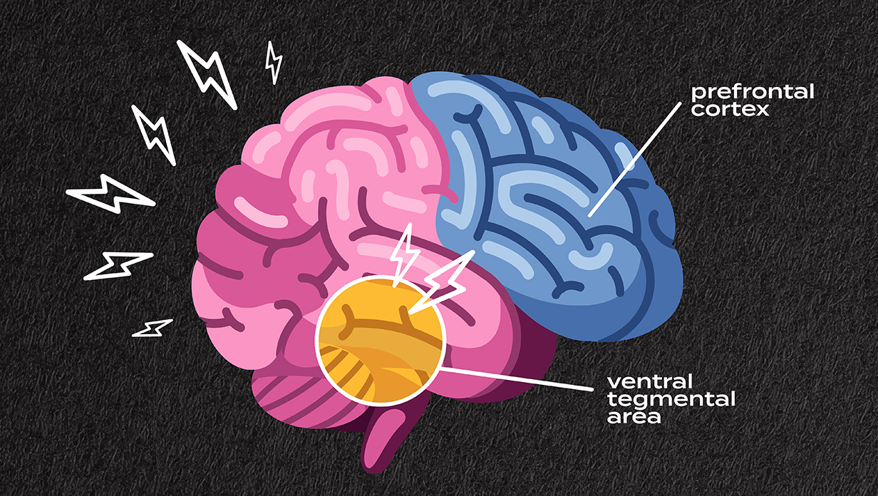 A colorful illustration of a human brain with two areas of interest marked and identified.