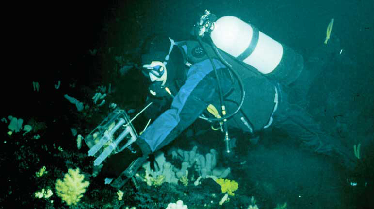 A scuba diver collects samples of corals.