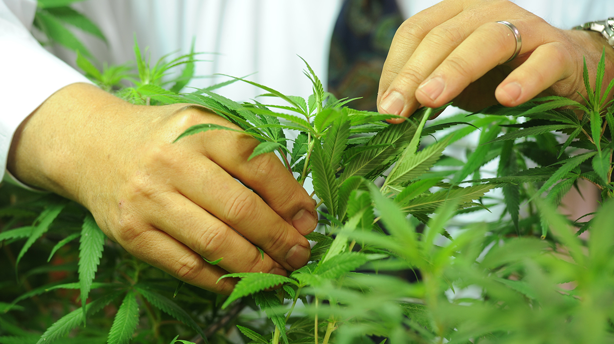 A man wearing a white lab coat examines a cannabis plant.