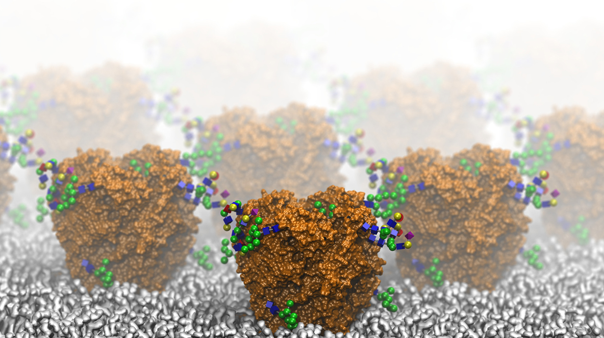 A computer simulation image of colorful specks surrounding larger orange blobs, representing sugar molecules attaching to proteins.