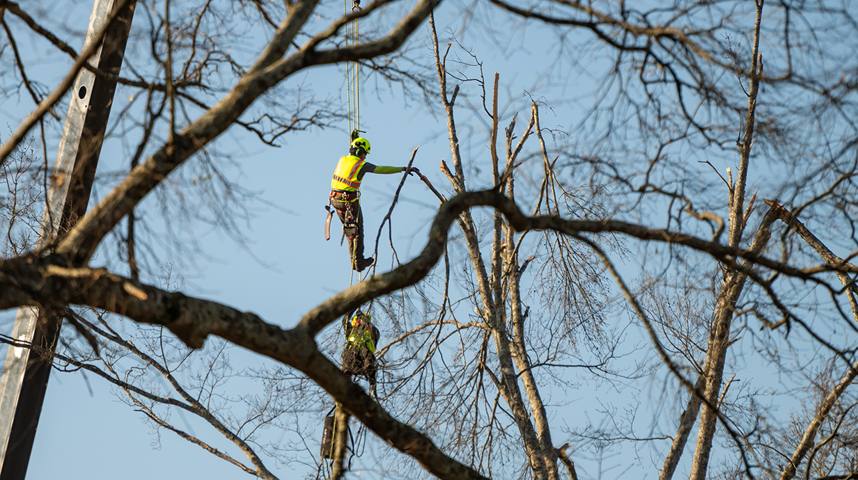 Workers dangle from an elevated bucket in the treetops to prune branches.