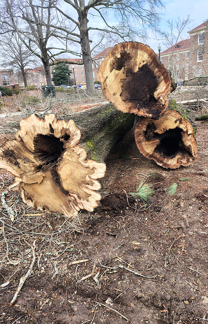 A pile of cut tree trunks are hollowed out by disease.