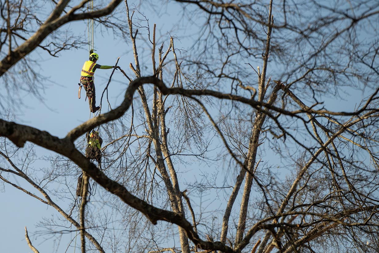 Two workers standing in a white cherry picker bucket high in the air, using tools to prune broken limbs from the upper canopy of a tall campus tree.