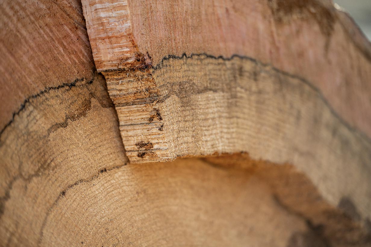 A close-up view of a massive, century-old oak tree trunk that has been cut into thick, clean circular sections, resting on the grass at the Circle.
