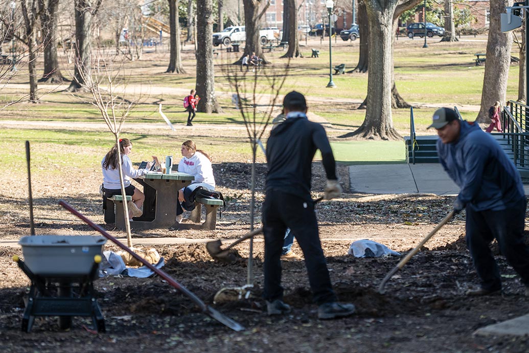 Landscape workers using shovels to stabilize a young, slender tree in a freshly dug hole in the grassy Grove area.