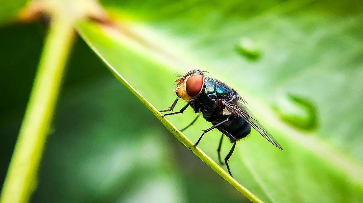 A parasitic fly sits on a green leaf.