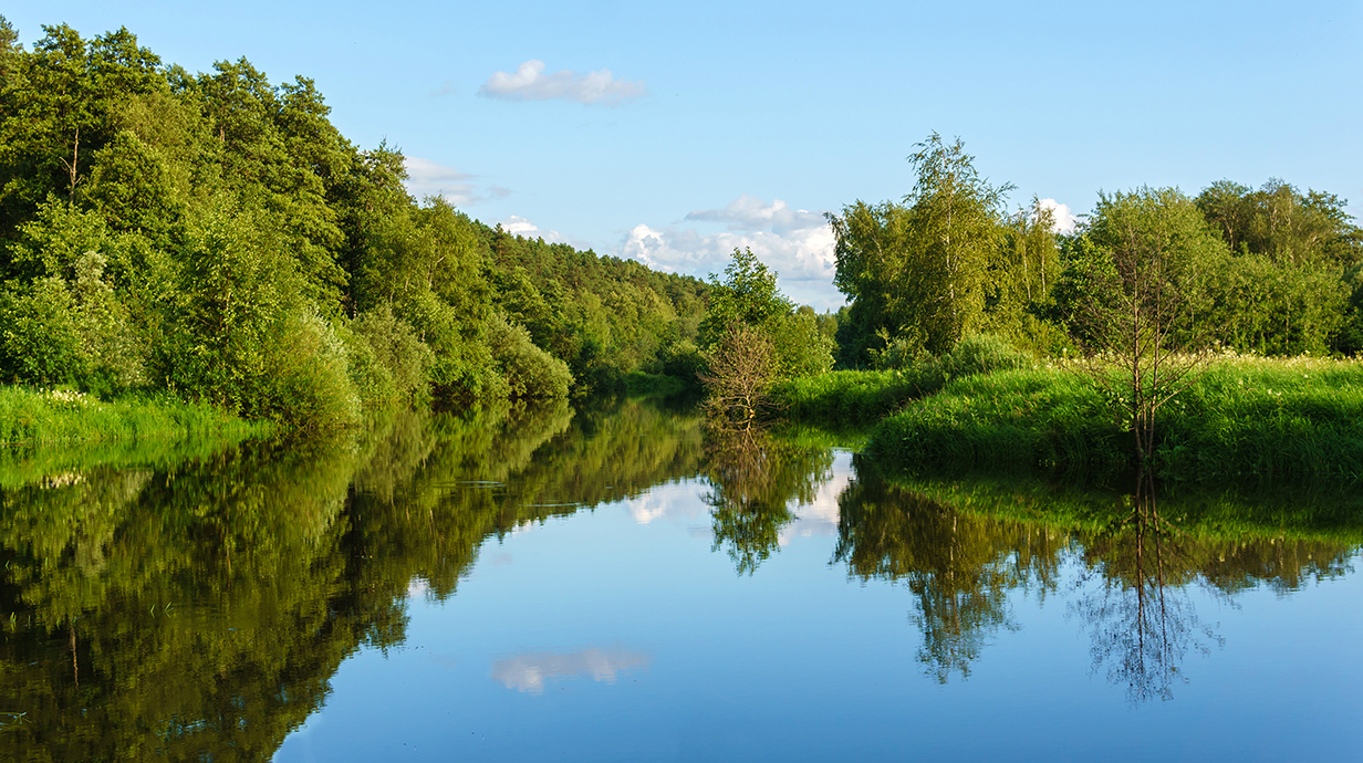 Photo of a pond surrounded by trees on a sunny day.