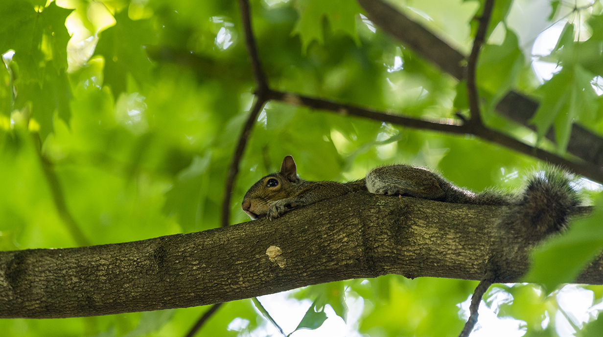 A squirrel lays on a branch high up in a leafy oak tree.