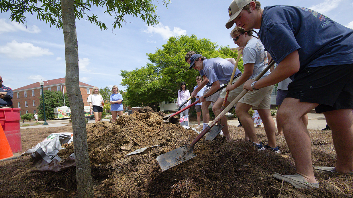 Several young men shovel dirt around a tree that is being planted on a sunny day.