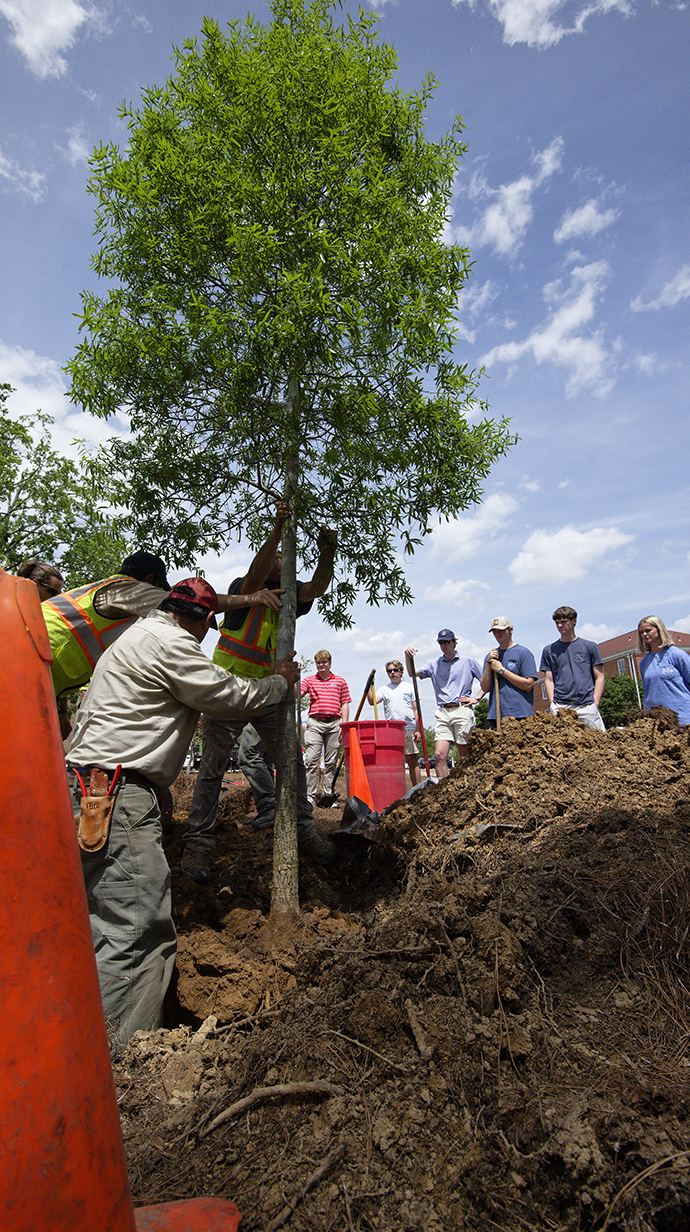 Several workers steady a tree being replanted in a hole while several people stand nearby holding shovels.