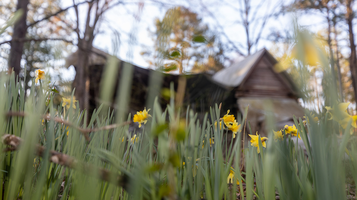 Soft-focus photo of daffodils growing in front of a dilapidated building.