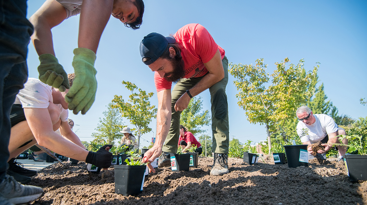 Several people work to transfer pottet plants to the ground in a garden plot.