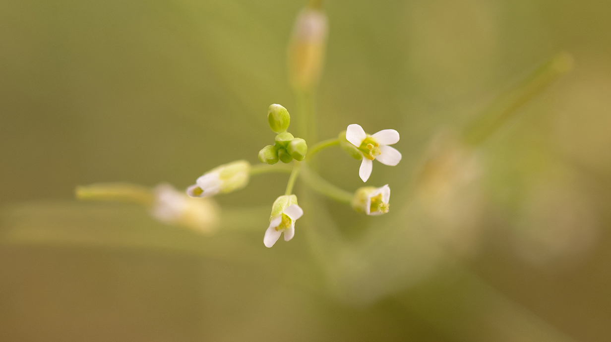 A close-up shot of a tiny flower at the end of a plant stem.