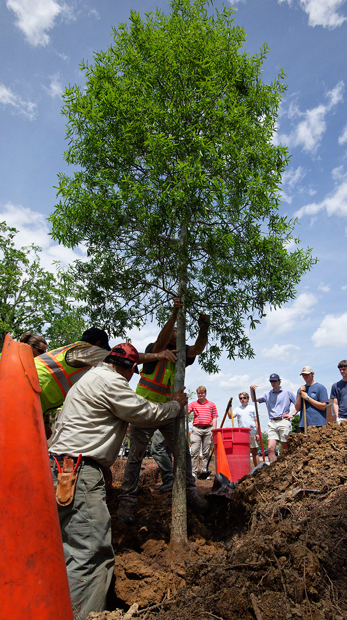 Several men hold a tree in place while a group of young men stand ready with shovels to cover the roots with dirt.