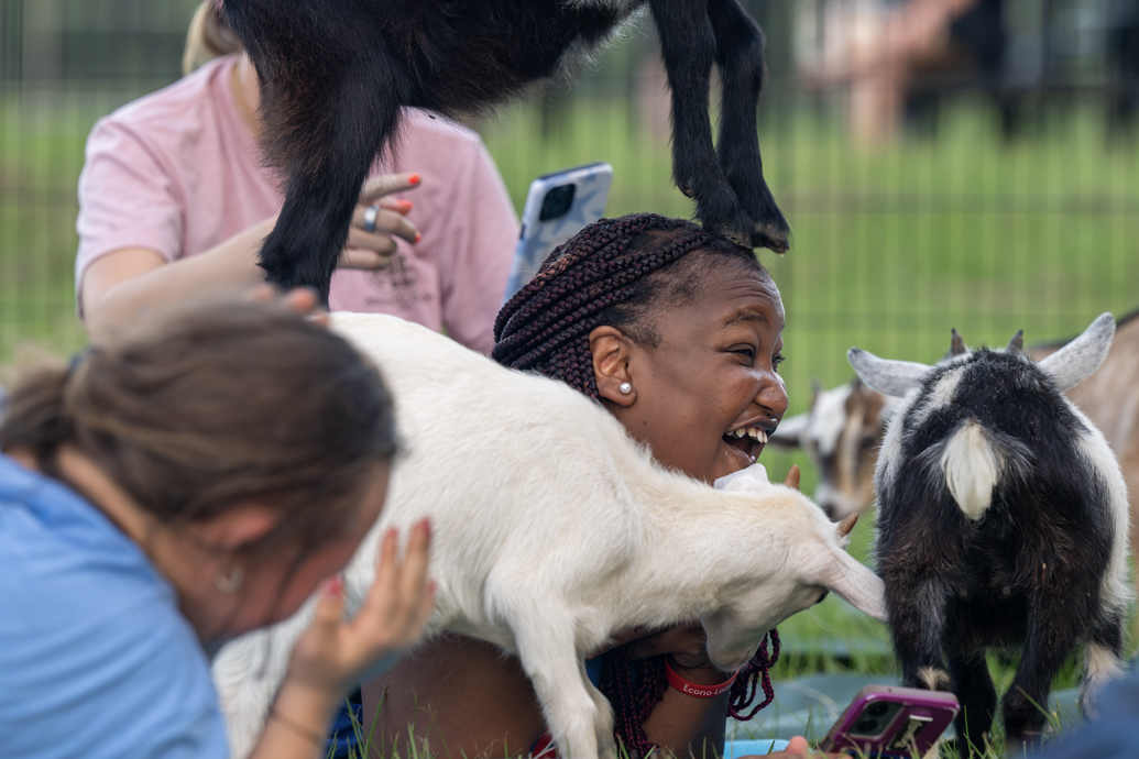Young woman laughs as a small goat climbs onto her head during an outdoor yoga session.