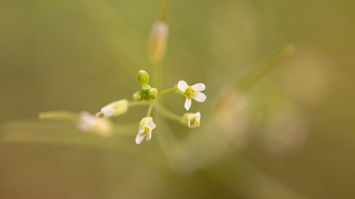 Photograph of tiny white flowers atop a grasslike plant.