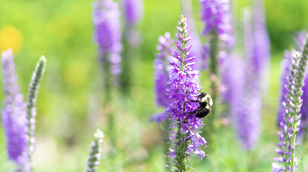 A honeybee sits on a bunch of purple flowers growing in a field.