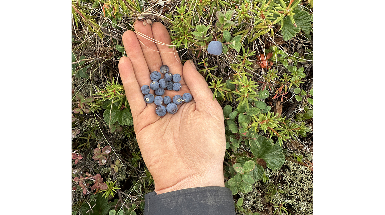 A woman's hand holds several wild blueberries.