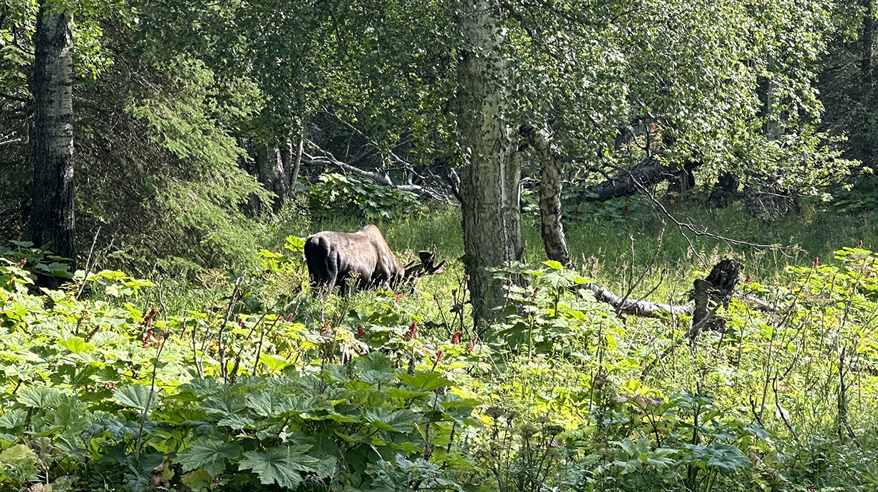 A moose grazes in an area filled with bushes and low vegetation.