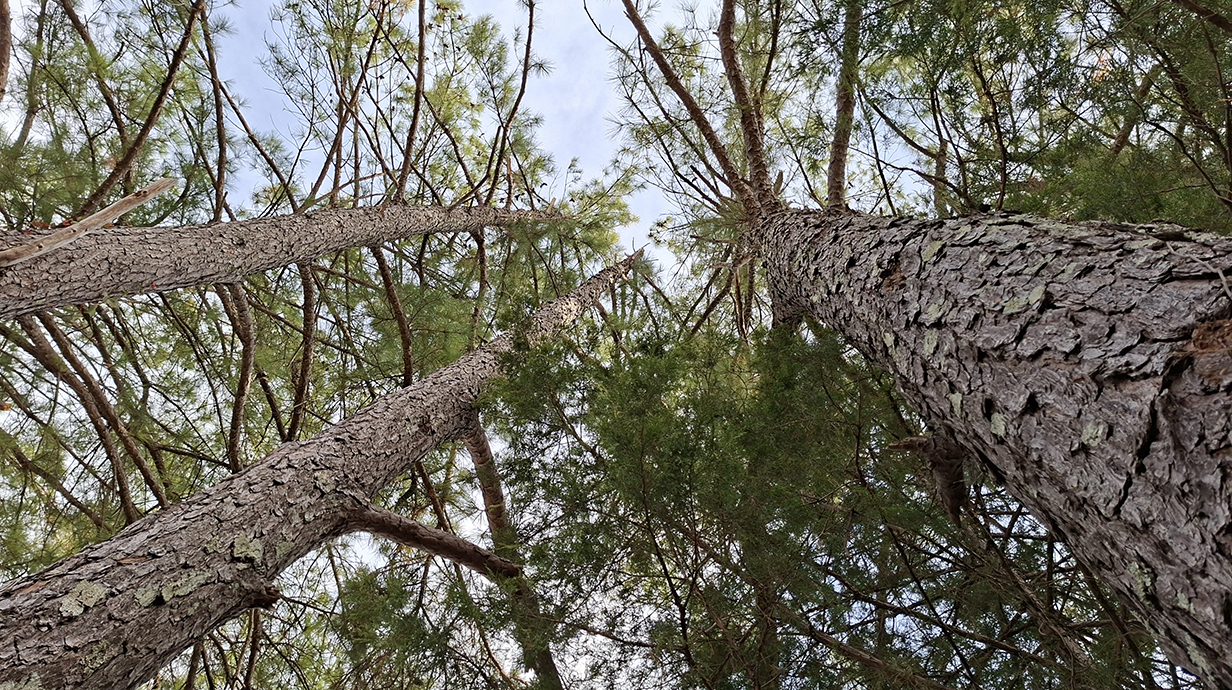 A grove of pine trees stretch toward the sky.