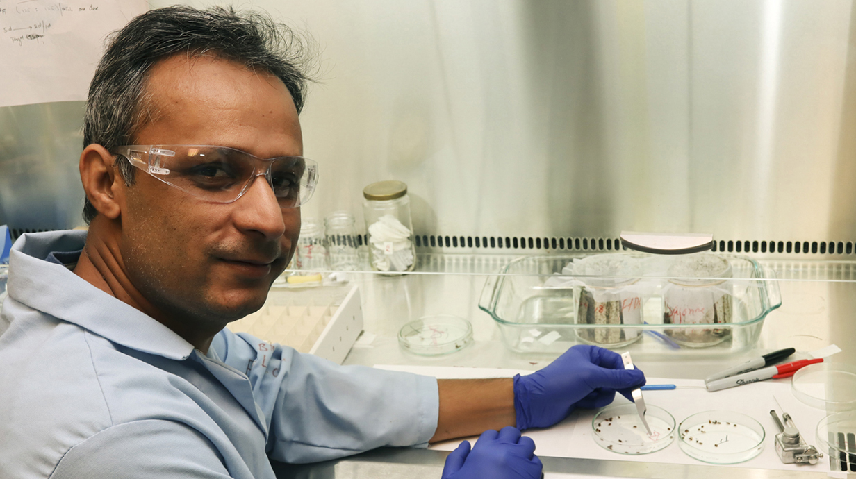 A man wearing safety glasses uses metal tweezers to work with tiny objects in a petri dish in a laboratory.