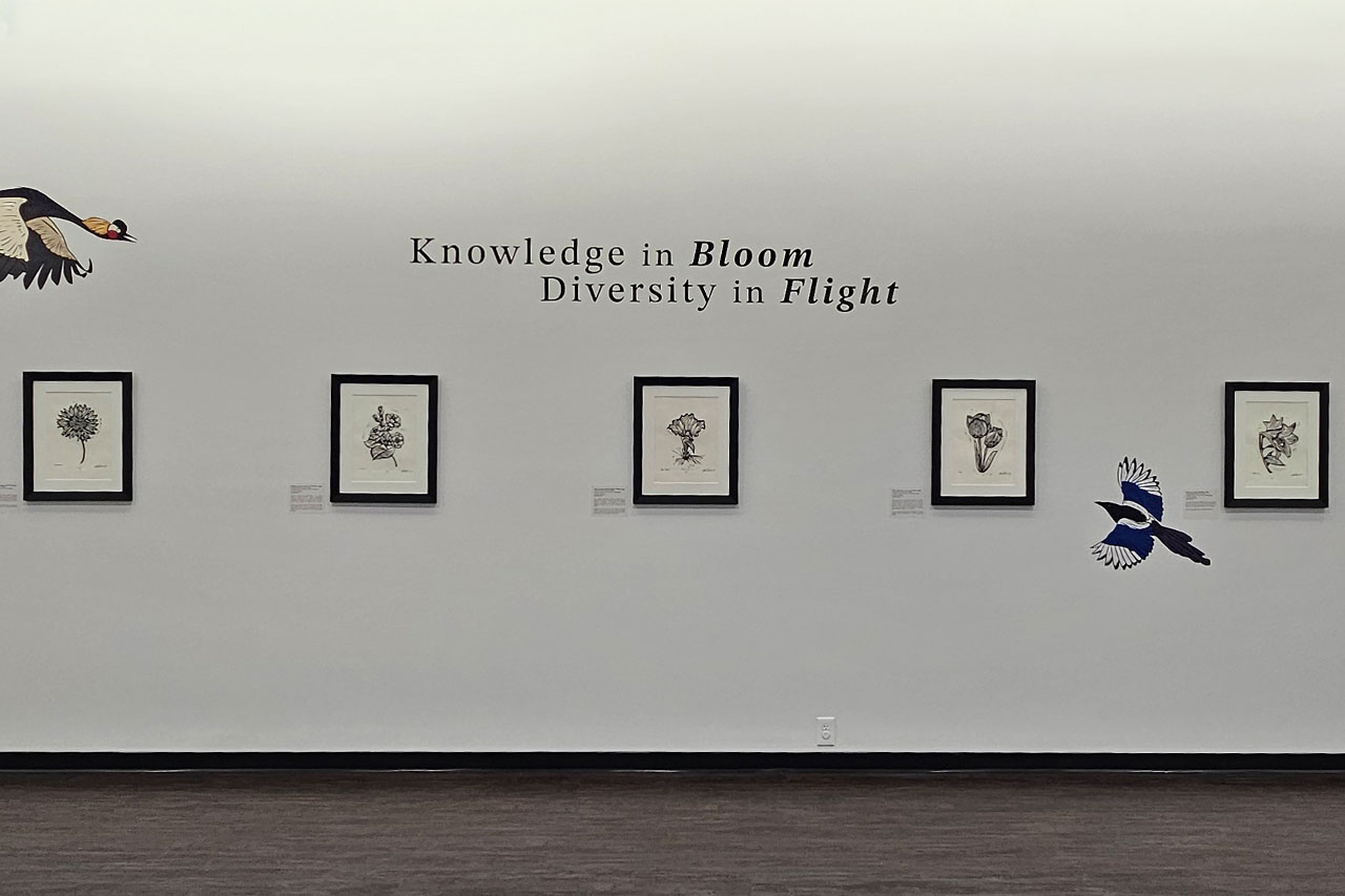 Images of framed five relief prints depicting flowers being exhibited in the Speaker's Gallery in the UM Museum. 