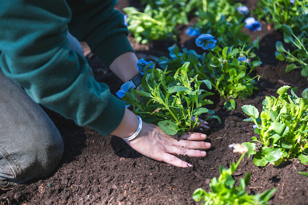 Employee planting flowers