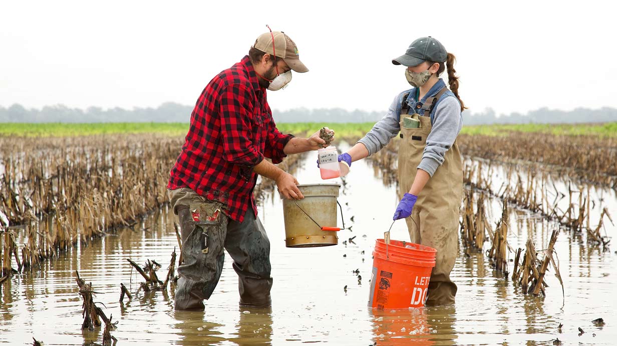 Two graduate researchers in a flooded field collecting samples into a bucket.