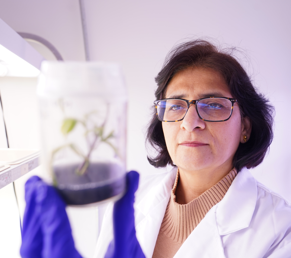 Scientist looking at a cannabis plant