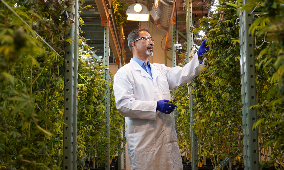 Scientist studying cannabis plants.