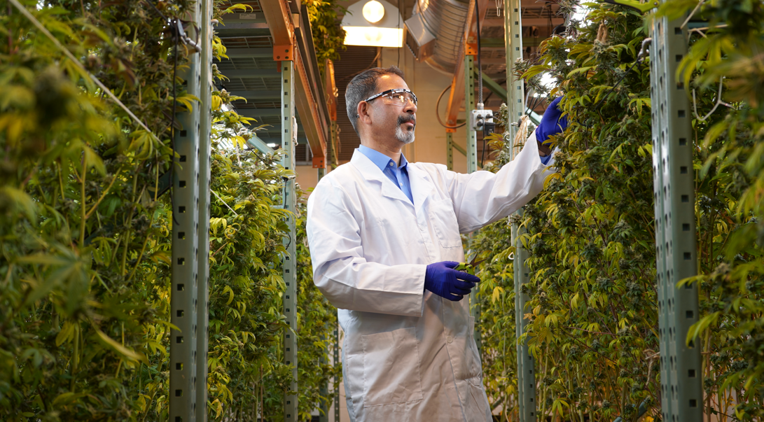 Scientist inspecting cannabis plants.