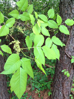 Poison ivy with blooms