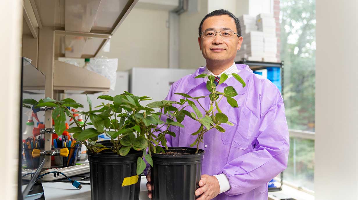 UM biologist Sixue Chen stands in his lab with two soybean plant samples.