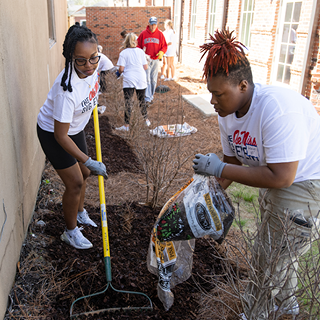 Ole Miss students spread mulch as part of landscaping work for the Big Event.